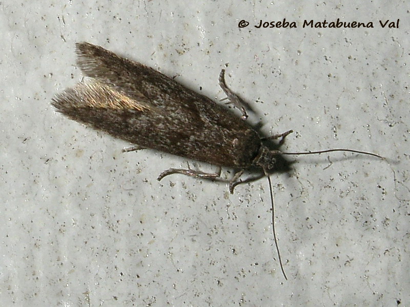 Micro da id. 2